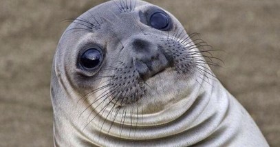 AwkwardSeal