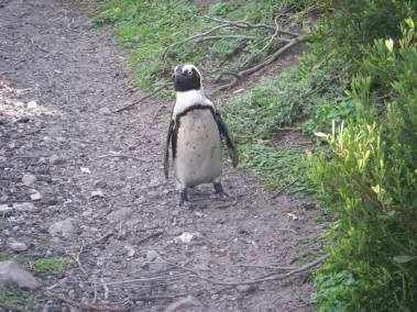 Here's a picture of a penguin I took in Betty's Bay, South Africa. How can you say no to travelling with a face like that?