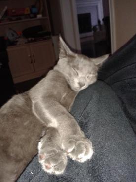 "Such a cute kitty. Whose little cute kitty are you?"