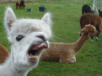 alpacaderp.jpg